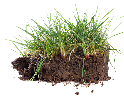 soil-clump Clump of sod with grass growing out of it